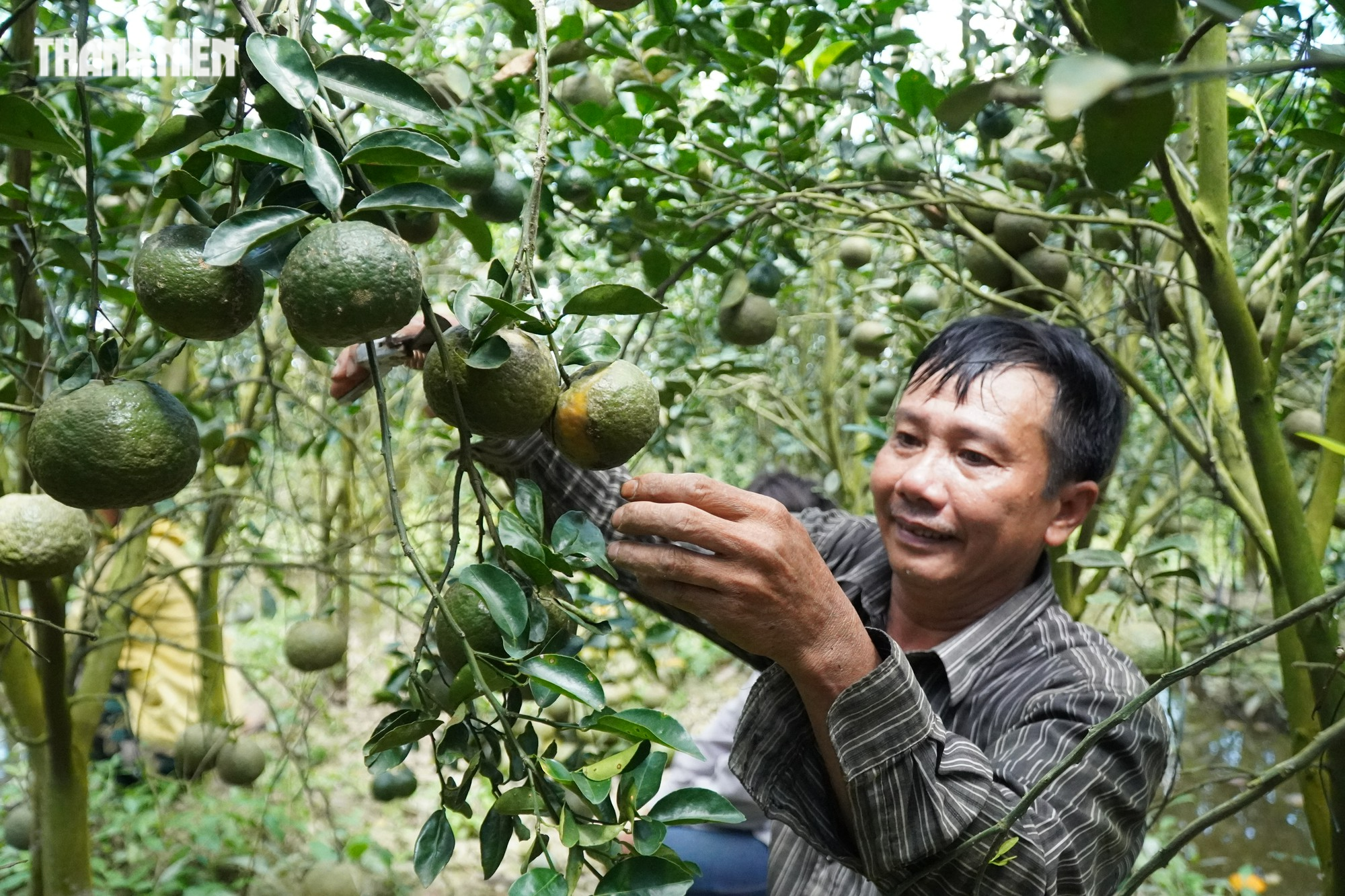 Giá xuống dưới 1.000 đồng/kg, hàng ngàn hecta cam nguy cơ cắt bỏ Giá xuống dưới 1.000 đồng/kg, hàng ngàn hecta cam nguy cơ cắt bỏ
