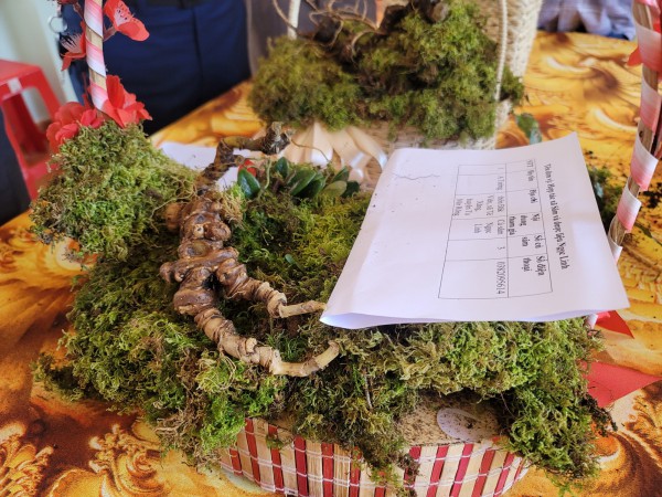 Hội thi sâm Ngọc Linh: Nơi quy tụ những củ sâm đặc biệt