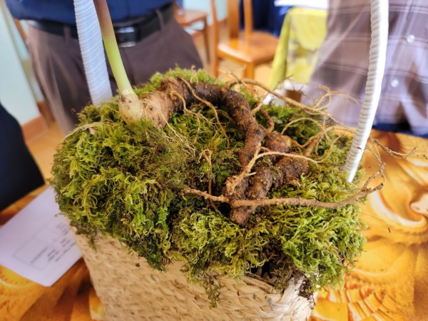 Hội thi sâm Ngọc Linh: Nơi quy tụ những củ sâm đặc biệt