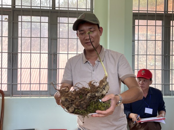 Hội thi sâm Ngọc Linh: Nơi quy tụ những củ sâm đặc biệt