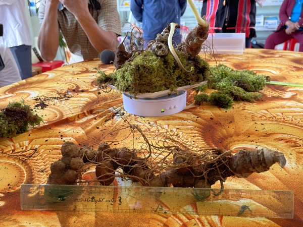 Hội thi sâm Ngọc Linh: Nơi quy tụ những củ sâm đặc biệt