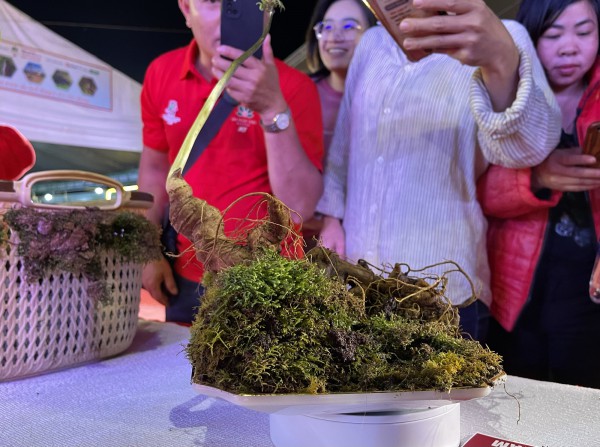 Hội thi sâm Ngọc Linh: Nơi quy tụ những củ sâm đặc biệt