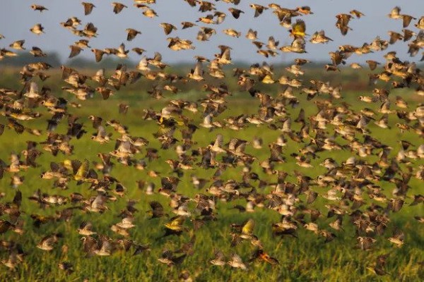 Kenya: Dùng thuốc trừ sâu diệt chim rồng rộc mỏ đỏ ảnh hưởng tới hệ sinh thái