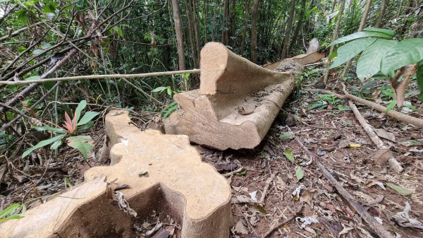 Khởi tố vụ phá rừng lớn ở Quảng Trị