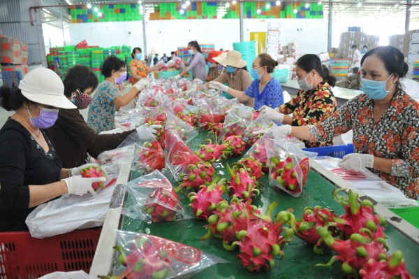 Nhà yến vướng quy hoạch, thanh long sang Nhật phải có bản quyền Nhà yến vướng quy hoạch, thanh long sang Nhật phải có bản quyền
