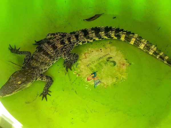 Nông dân Cần Thơ bắt được cá sấu khi làm vườn