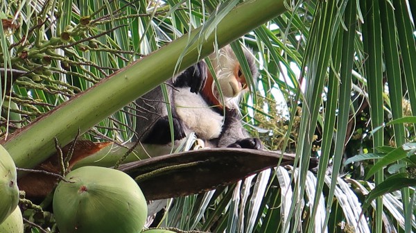 Phú Yên: Phát hiện 3 cá thể voọc chà vá chân xám ở ngoại ô Tuy Hòa