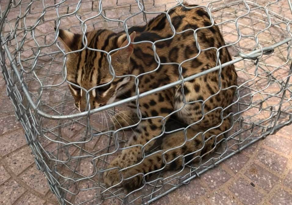 Quảng Bình: Người dân giao nộp mèo rừng quý hiếm Quảng Bình: Người dân giao nộp mèo rừng quý hiếm