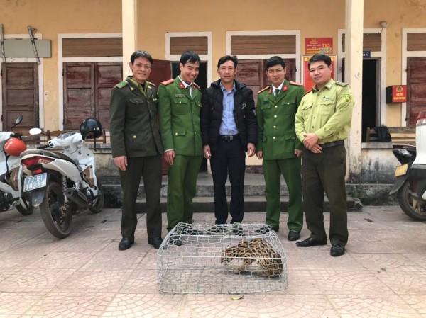 Quảng Bình: Người dân giao nộp mèo rừng quý hiếm Quảng Bình: Người dân giao nộp mèo rừng quý hiếm