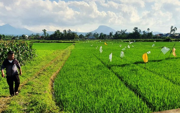 Quảng Nam: Thiếu cát đắp đập ngăn mặn, gần 2.000 ha cây trồng nguy cơ 