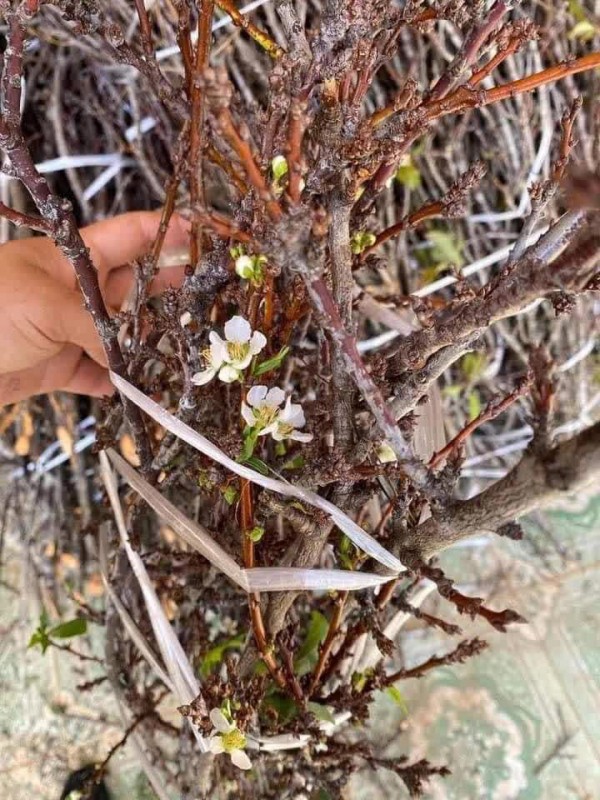 Rộ mốt chi tiền mua cành hoa mận rừng chơi sau Tết