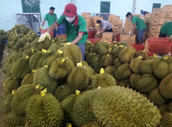 Sầu riêng phát triển “nóng” ở ĐBSCL, Bộ NN&PTNT chỉ đạo khẩn