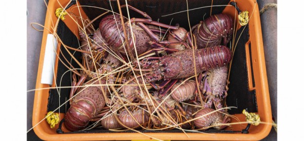 Sau than đá, Trung Quốc tiếp tục mở cửa cho tôm hùm Australia