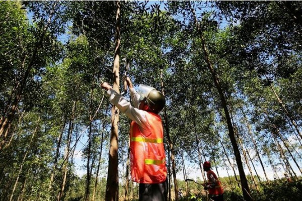 Suy thoái tài nguyên rừng trên thế giới – Thực trạng, nguyên nhân và giải pháp