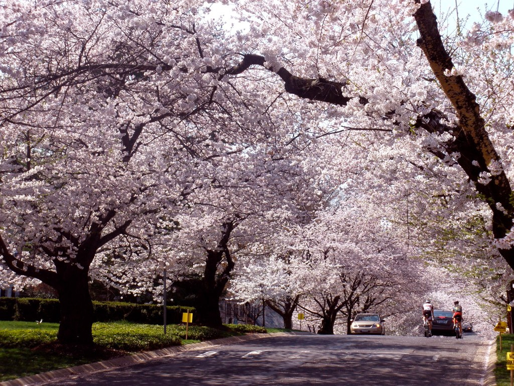 Thủ đô Mỹ chuẩn bị đón mùa hoa anh đào