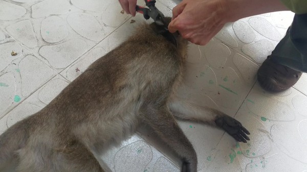 TP.HCM: Bắn gây mê khỉ phá phách nhà dân ở Q.7