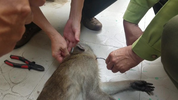 TP.HCM: Bắn gây mê khỉ phá phách nhà dân ở Q.7