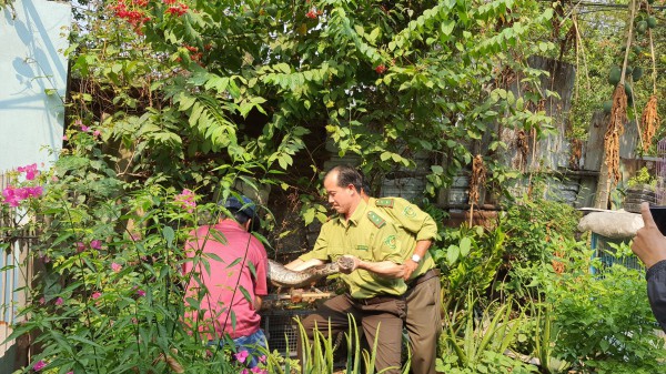 TP.HCM: Kiểm lâm tiếp nhận con trăn quý nặng 32 kg từ người dân TP.HCM: Kiểm lâm tiếp nhận con trăn quý nặng 32 kg từ người dân