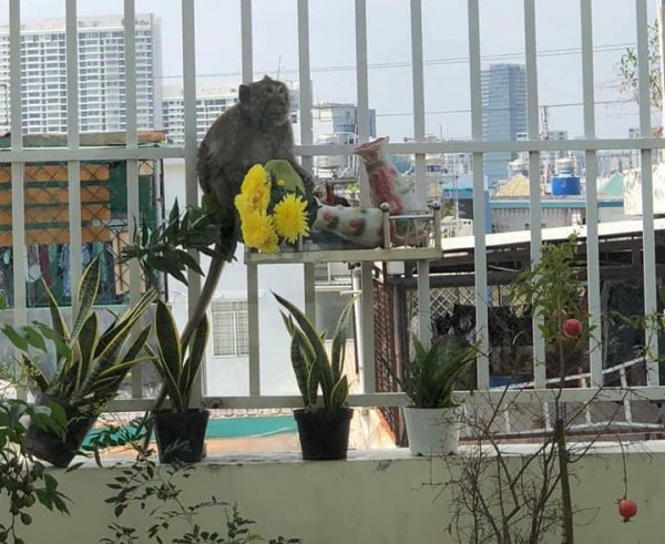 TP.HCM: Kiểm lâm vác súng tìm khỉ phá phách tại Q.7 bắn gây mê