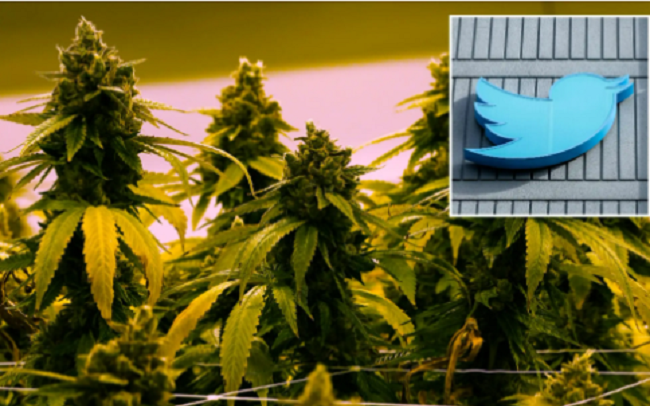 Twitter cho phép quảng cáo cần sa "có trách nhiệm"