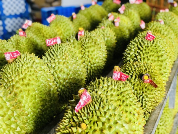 Xuất khẩu sầu riêng tăng mạnh, giá tăng gấp 3 lần Xuất khẩu sầu riêng tăng mạnh, giá tăng gấp 3 lần