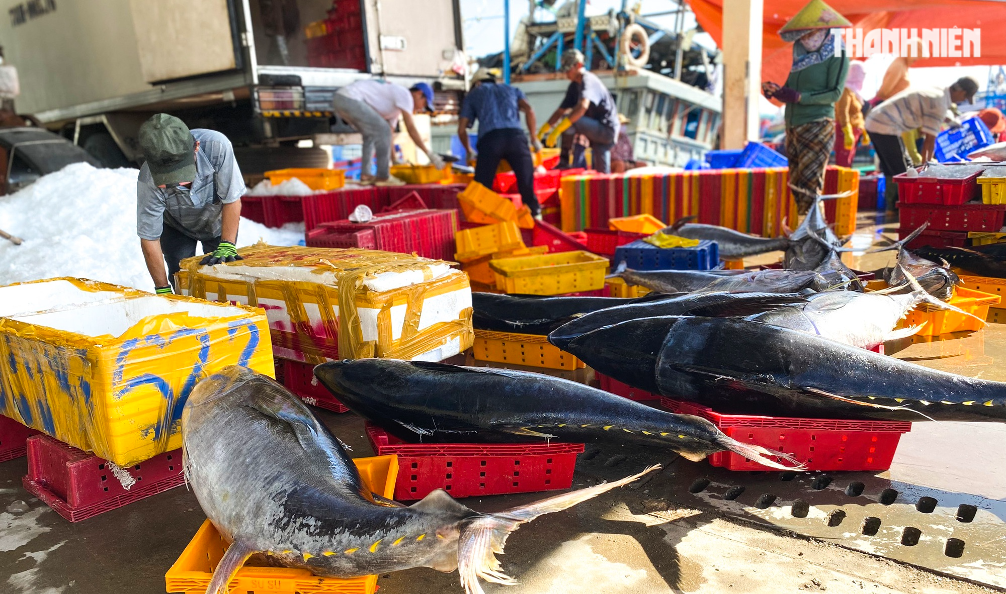 Xuyên tết ở Hoàng Sa, ngư dân Quảng Ngãi trúng đậm cá