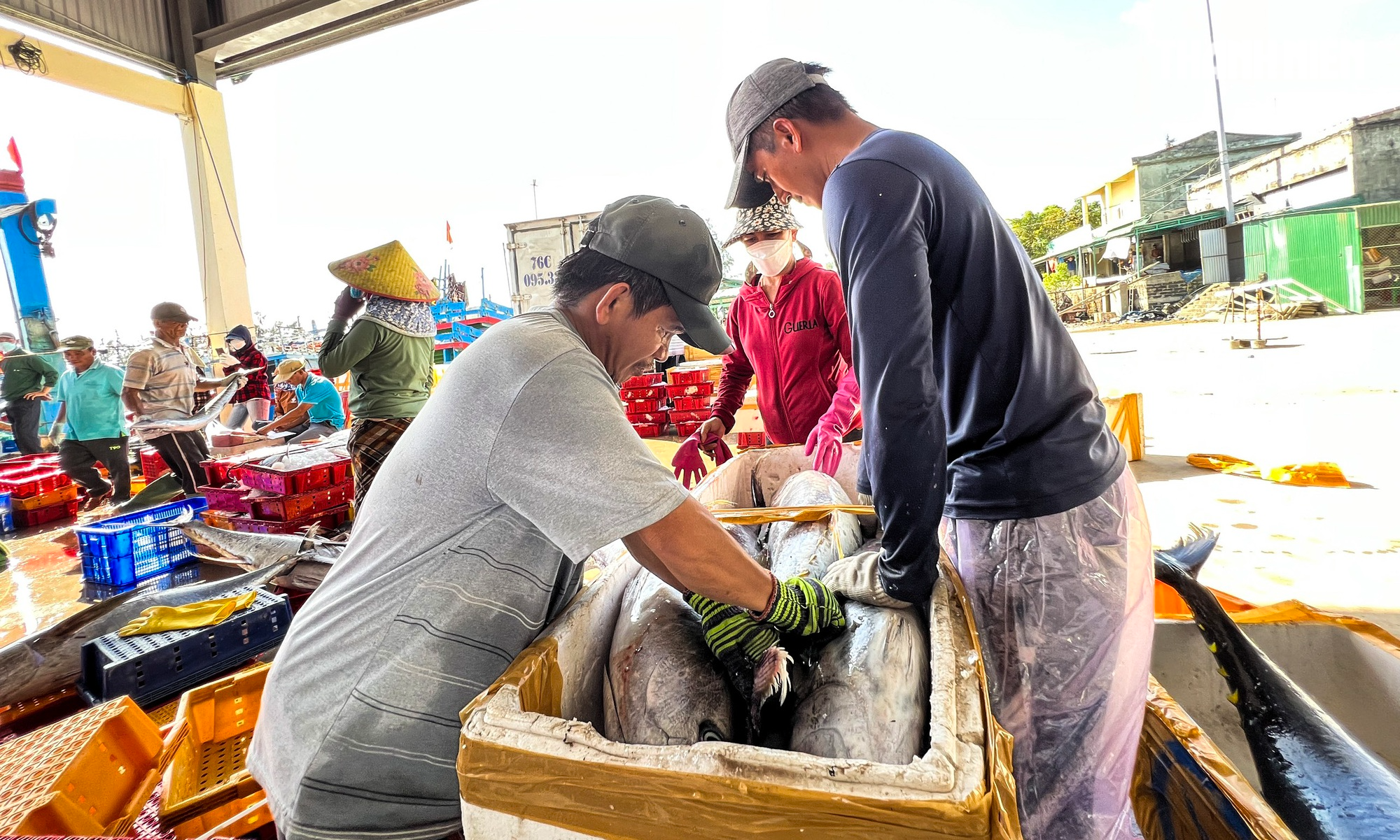 Xuyên tết ở Hoàng Sa, ngư dân Quảng Ngãi trúng đậm cá