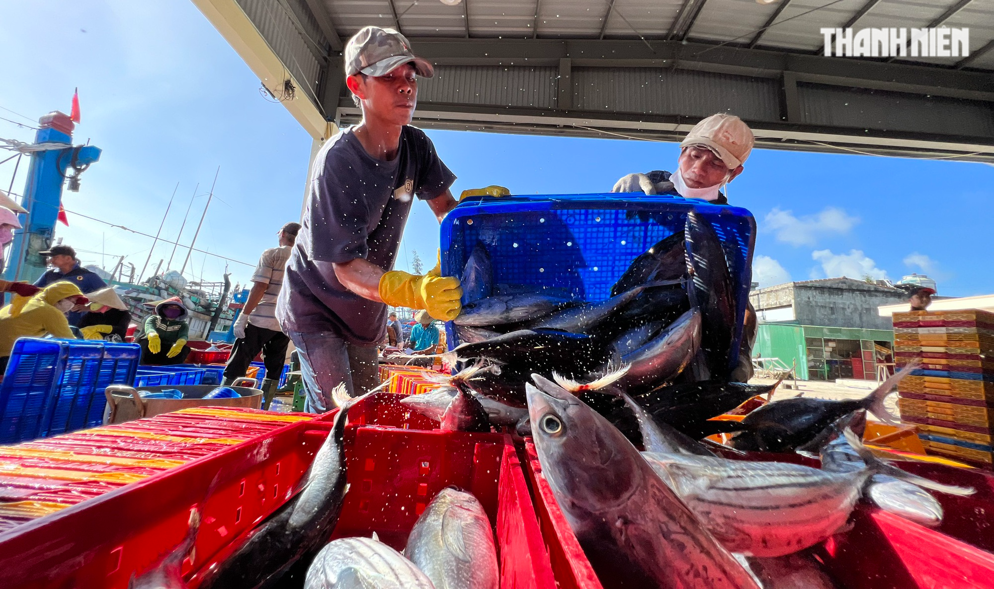 Xuyên tết ở Hoàng Sa, ngư dân Quảng Ngãi trúng đậm cá