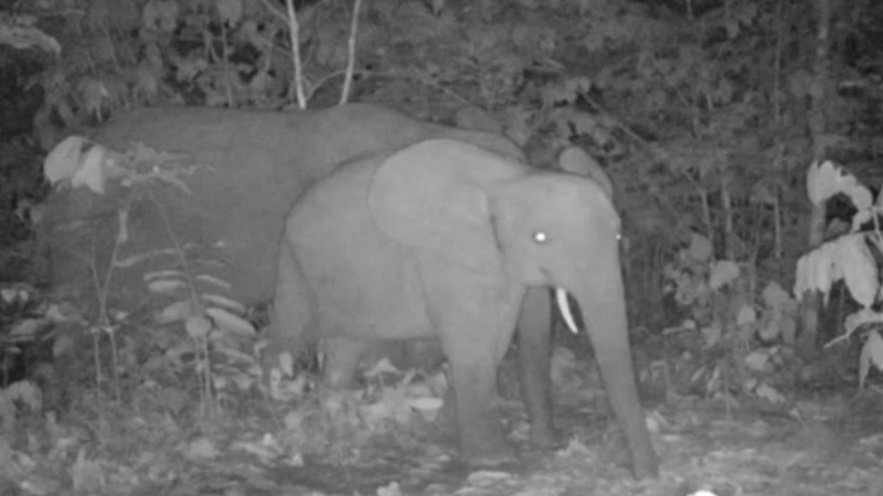 Công nghệ AI chống săn bắt động vật hoang dã