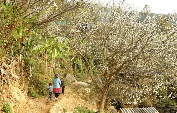 Rừng mận trăm tuổi ít người biết tới đang mùa khoe sắc Rừng mận trăm tuổi ít người biết tới đang mùa khoe sắc