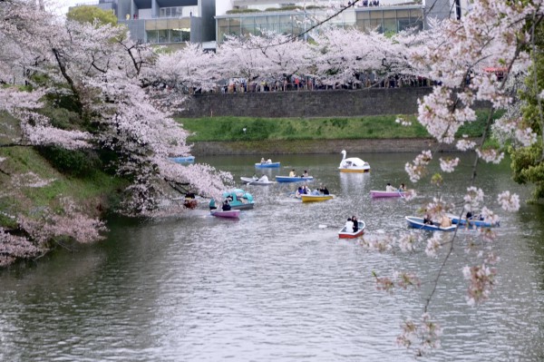 Có một Tokyo thảnh thơi giữa mùa hoa anh đào