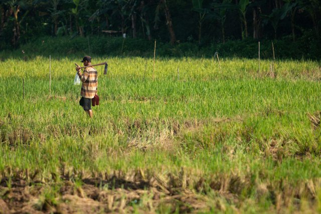 Hợp tác nghiên cứu nông nghiệp EU - ASEAN giàu tiềm năng - Ảnh 1.