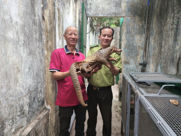 Bắt được con tê tê quý hiếm từ trên mái tôn bãi xe ở trung tâm TP.HCM Bắt được con tê tê quý hiếm từ trên mái tôn bãi xe ở trung tâm TP.HCM