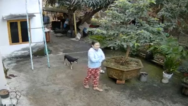 Bình Định: Truy tìm thủ phạm xô cổng xông vào sân bắt trộm chó giữa ban ngày