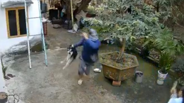 Bình Định: Truy tìm thủ phạm xô cổng xông vào sân bắt trộm chó giữa ban ngày