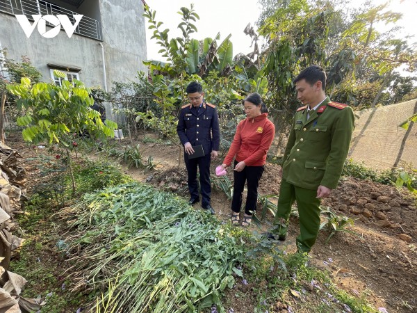 Phát hiện vườn thuốc phiện sắp thu hoạch tại một nhà dân