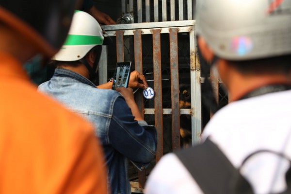 Xử lý chó thả rông sau 48 giờ nuôi nhốt