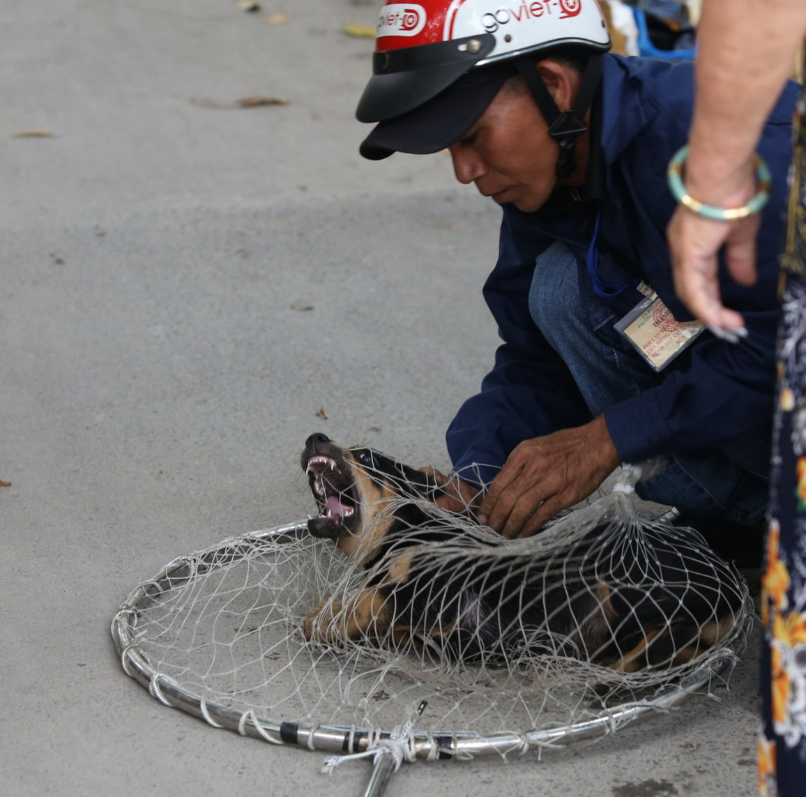 Xử lý chó thả rông sau 48 giờ nuôi nhốt