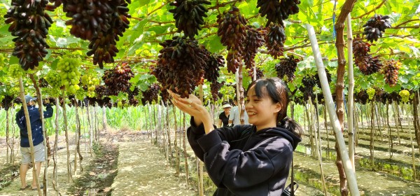 Mãn nhãn với vườn nho không hạt đầu tiên ở Ninh Thuận