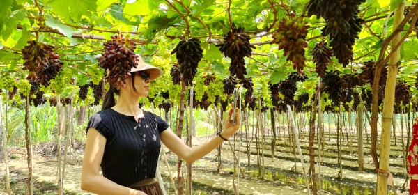 Mãn nhãn với vườn nho không hạt đầu tiên ở Ninh Thuận