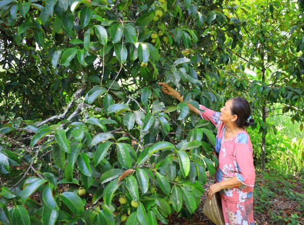 Vườn măng cụt 200 tuổi “độc nhất miền Tây” mở cửa đón khách du lịch