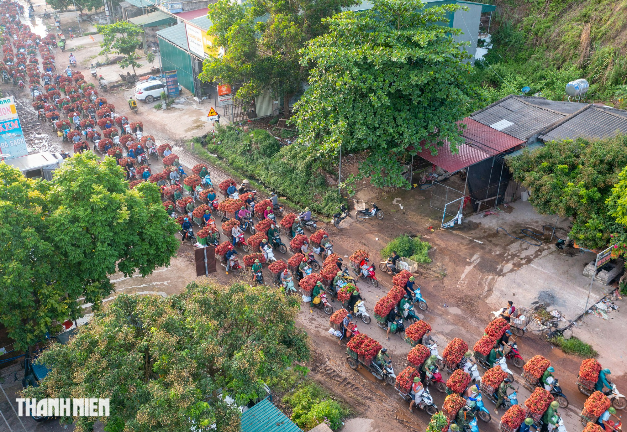 Vải thiều nhuộm đỏ đường quê