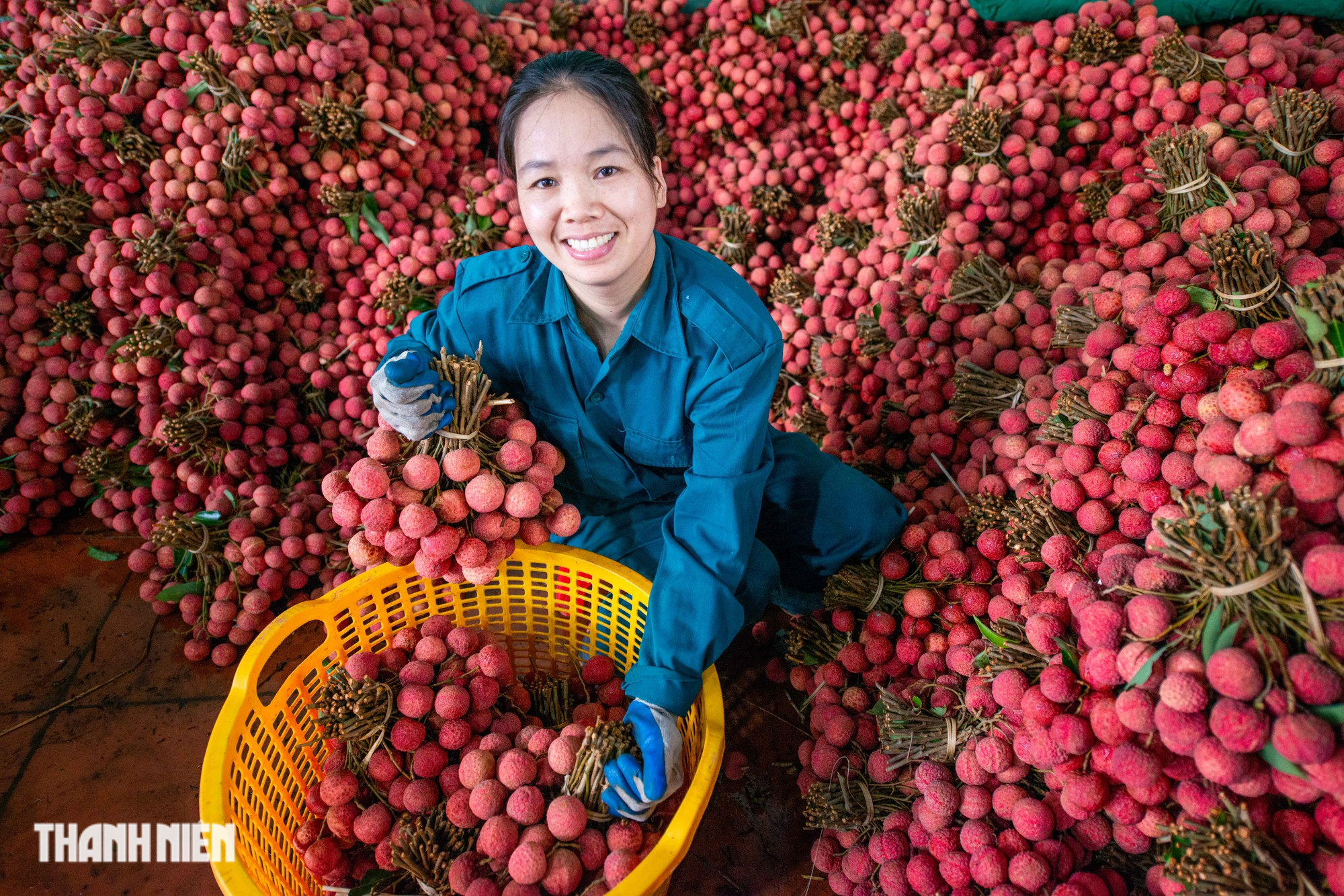 Vải thiều nhuộm đỏ đường quê