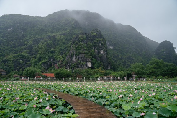 Ngắm sen nở giữa núi đồi cố đô