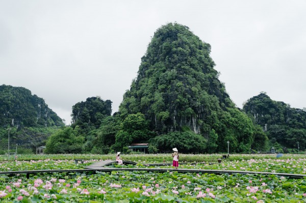 Ngắm sen nở giữa núi đồi cố đô