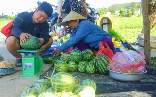 Du khách ‘bỏ phố về quê’ hái dưa hấu