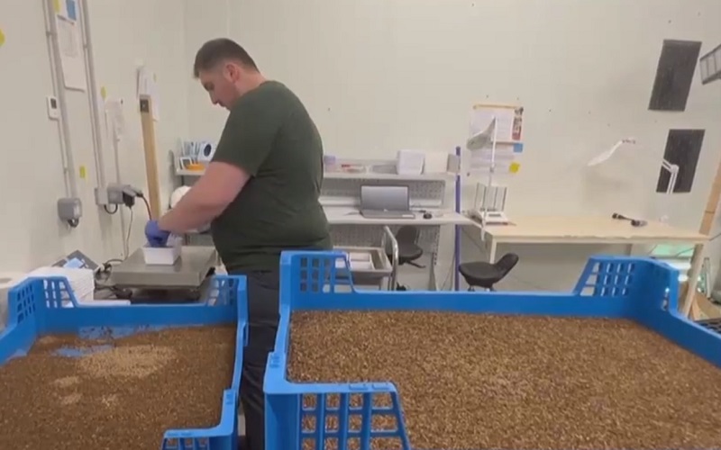 Nuôi ruồi lính đen làm thức ăn chăn nuôi Nuôi ruồi lính đen làm thức ăn chăn nuôi