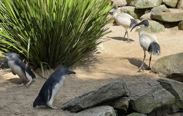 Những hình ảnh dễ thương của chim cánh cụt tiên - loài penguin nhỏ nhất