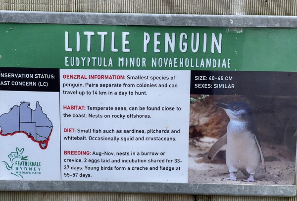 Những hình ảnh dễ thương của chim cánh cụt tiên - loài penguin nhỏ nhất