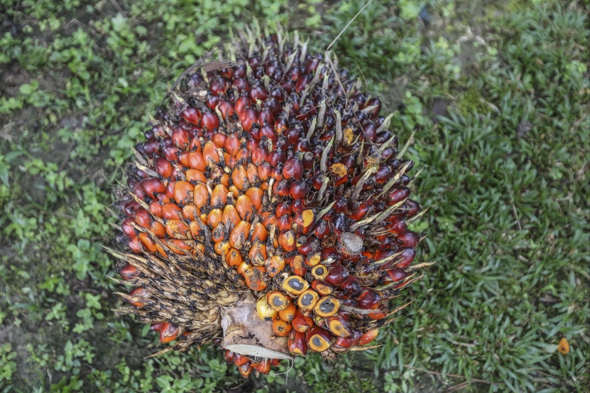 Indonesia sử dụng nhiên liệu phản lực pha dầu cọ